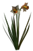 Цветы в PNG