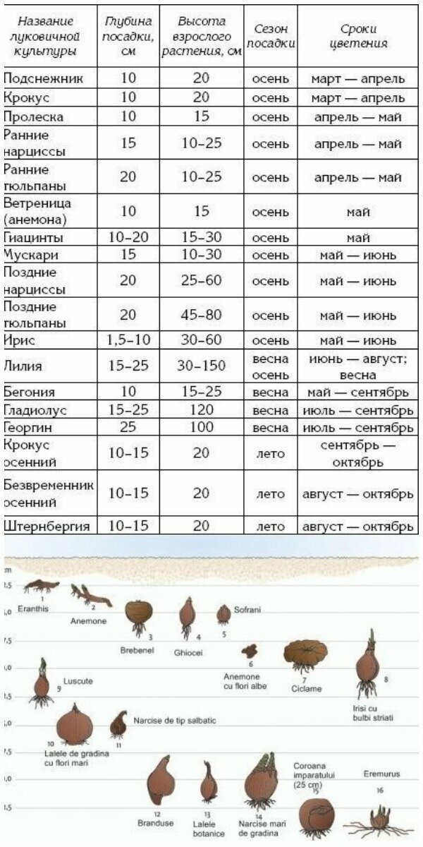 На какую глубину садят